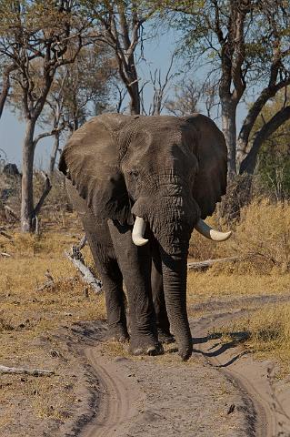 196 Linyanti, olifant.jpg